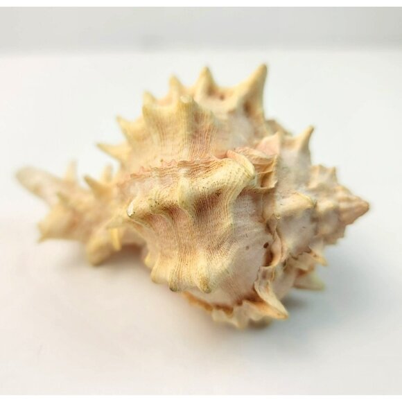 Vintage Pink Murex Conch Shell Conus Marmoreus Bandaus Lamarch  JH1361 - Picture 3 of 14